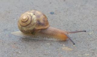 雨后出现大蜗牛别碰 雨后的小蜗牛可以养吗